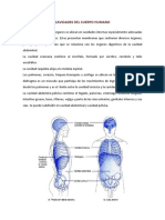 Anatomía Tercera Semana