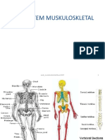 Sistem Muskuloskletal 1