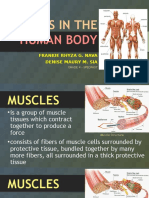 Muscles in The Human Body