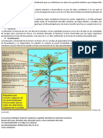 La Germinación Es Hipógea Con La Particularidad de Que Sus Cotiledones No Salen a La Superficie Debido a Que El Hipocótilo No Se Alarga