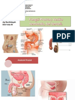 Anatomi dan Fungsi Prostat