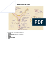 APARAT GENITAL femel - schema.DOCX