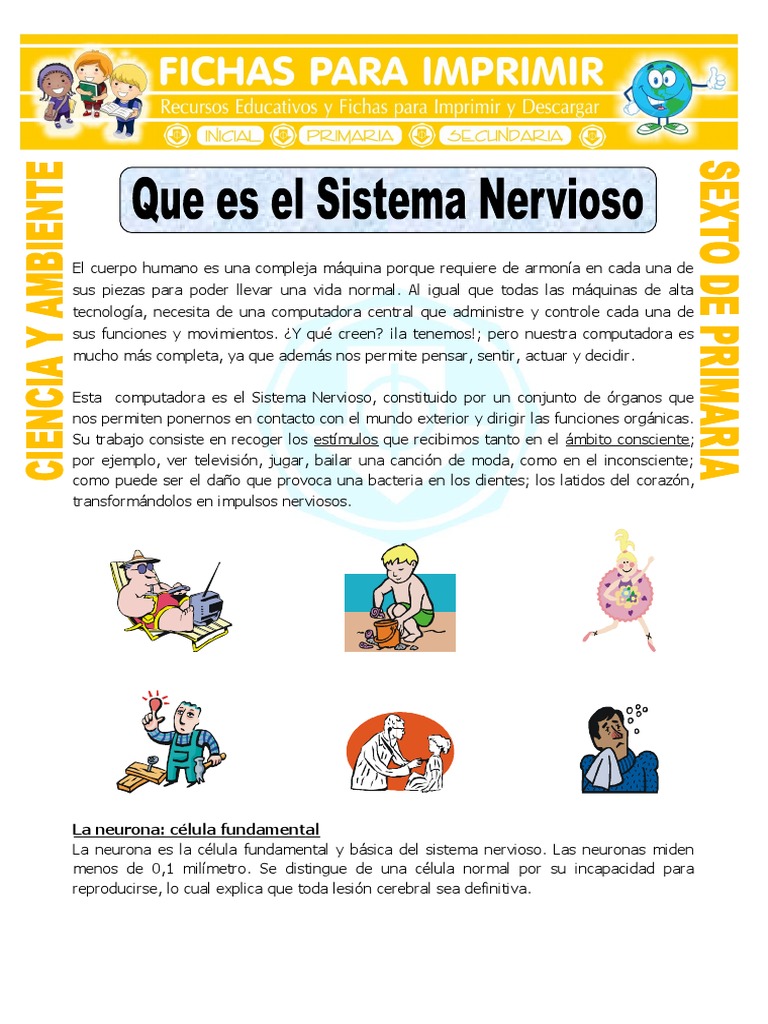 Ficha Que Es El Sistema Nervioso para Sexto de Primaria Cerebro Neurona