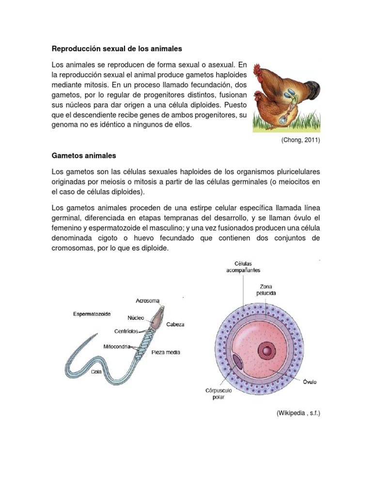 Reproducción sexual de los animales