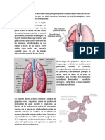 Anatomia.docx