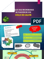 Fijacion Del Co2,Ciclo de Calvin