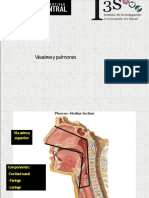 Vía aeréa y pulmones.Nutri