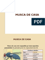 Musca de Casa