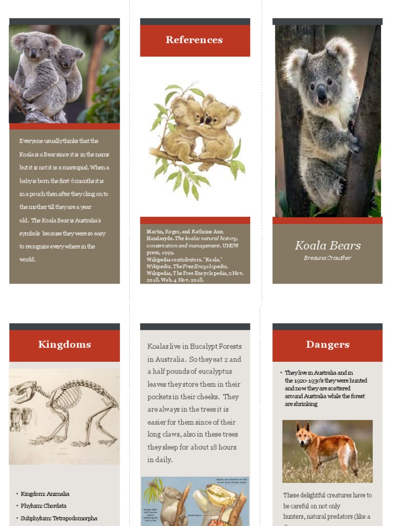 Koala Bears PDF Koala Living Fossils