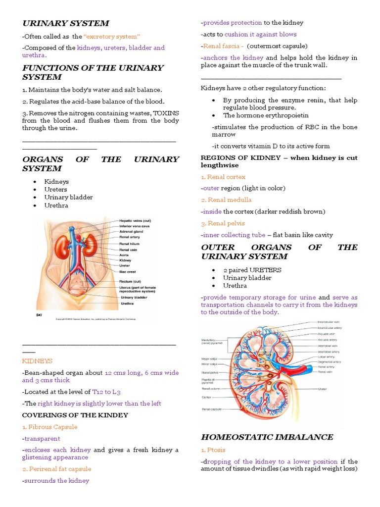 Urinary System Notes Kidney Organ (Anatomy)