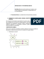 Fotosíntesis neta vs bruta, pigmentos clorofilianos y función de los cloroplastos