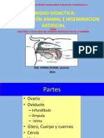 Anatomia Del Aparato Reproductor de La Hembra