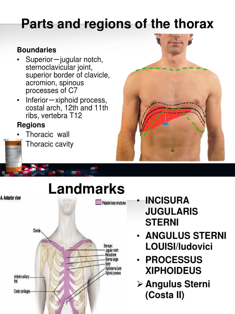 Structure of Chest, Dr. Hasan Nyambe PDF | PDF | Thorax | Aorta
