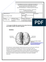 Sistema Nervioso Central 