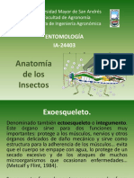 Anatomía de los insectos: exoesqueleto, sistema digestivo, circulatorio, respiratorio, nervioso y excretor