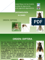 Diptera.pptx