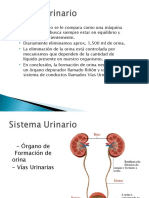 SISTEMA URINARIO