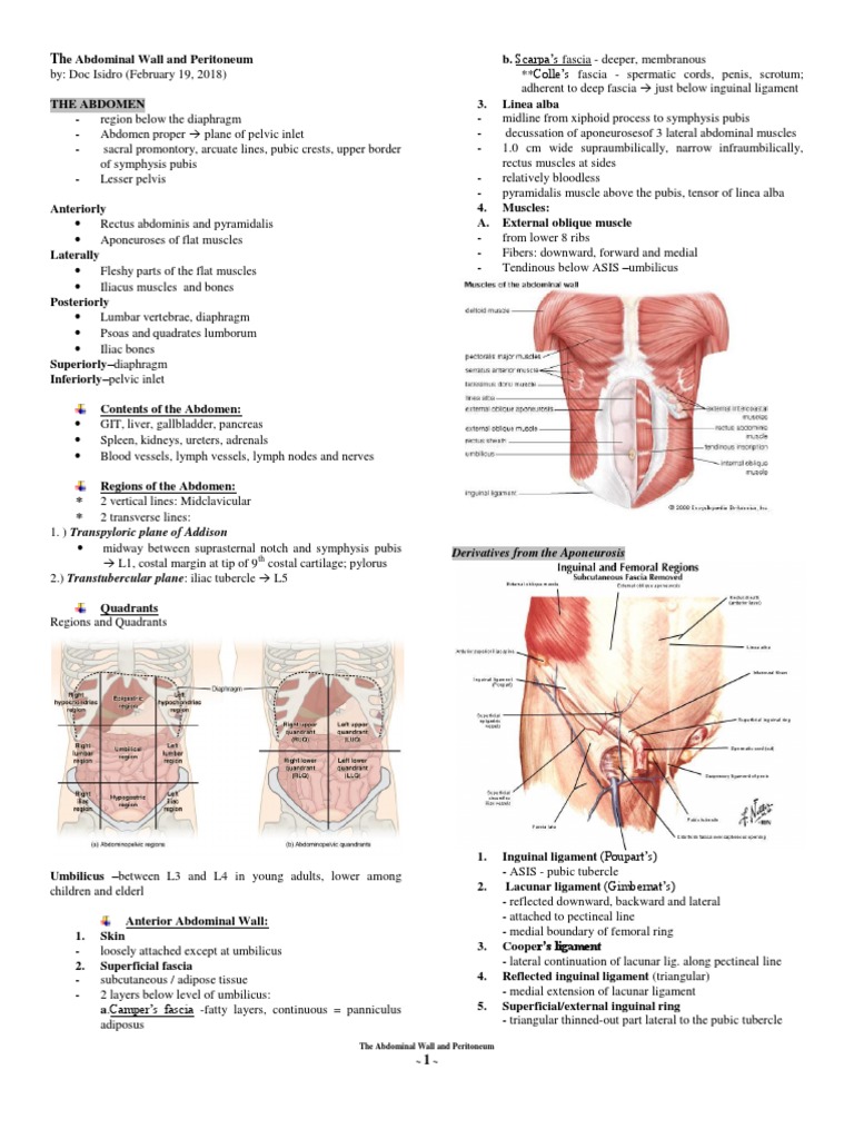 (Doc Isidro) The Abdominal Wall and Peritoneum PDF | PDF | Peritoneum ...