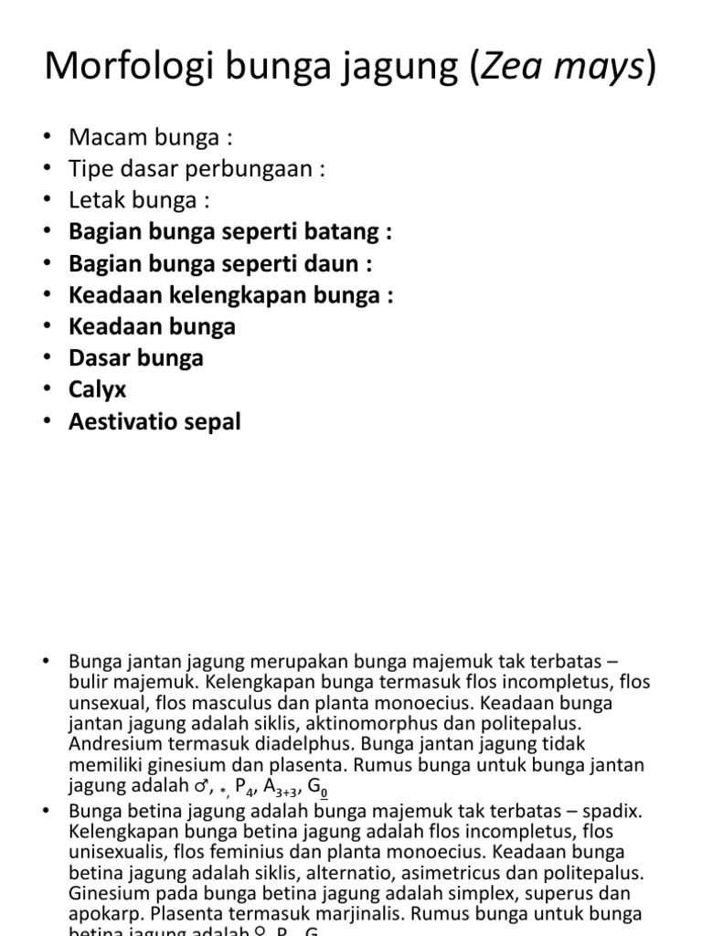 Morfologi Bunga Jagung Zea Mays