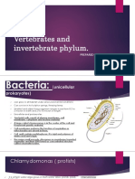 Vertebrates and invertebrate phylum overview
