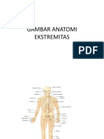 Gambar Anatomi Ekstremitas.pptx