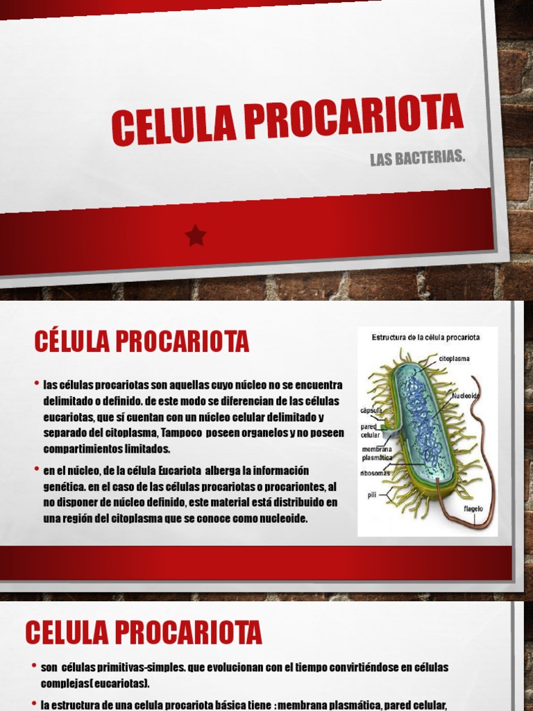Estructura y Función de Células Procariotas | PDF | Las bacterias ...