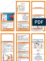 TRIPTICO Sistema Nervioso Autonomo