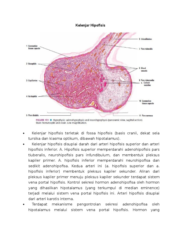 321258381 HISTOLOGI KELENJAR  ENDOKRIN  docx