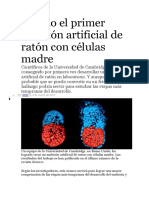 Creado El Primer Embrión Artificial de Ratón Con Células Madre