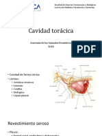 Anatomía cavidad torácica animales