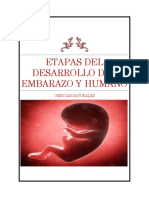 Etapas Del Desarrollo Del Embarazo y Humano