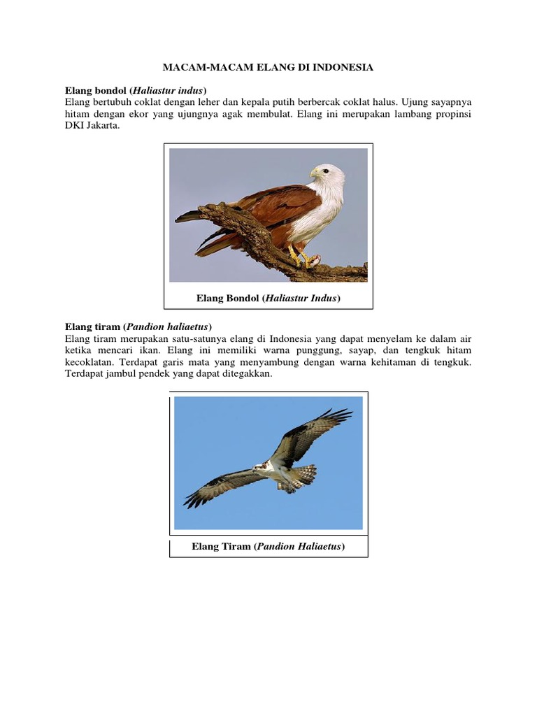 Unduh 43 Gambar Elang Ikan Kepala Kelabu Keren Gratis