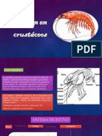 Digestión en Crustáceos