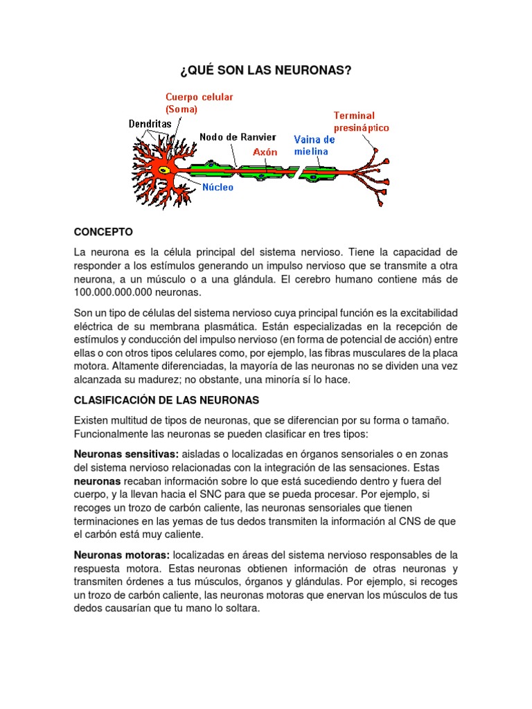 Características y funciones de las neuronas | PDF | Sinapsis | Neurona