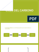 Ciclo Del Carbono