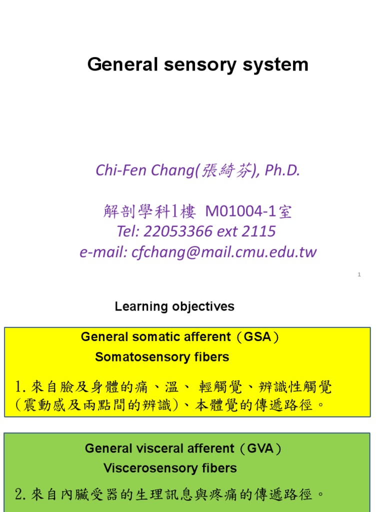 Sensory Pathways and Functions Overview | PDF | Somatosensory System ...