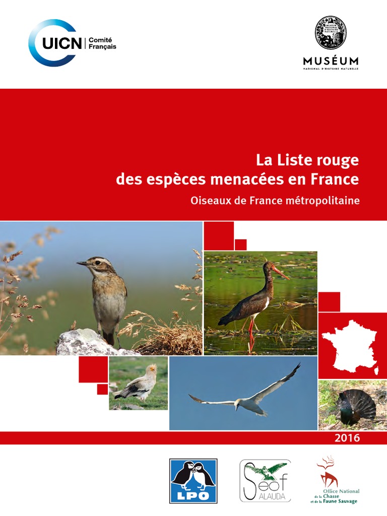 Corbeau freux - LPO (Ligue pour la Protection des Oiseaux) - Agir pour la  biodiversité