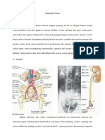 ANATOMY URETER