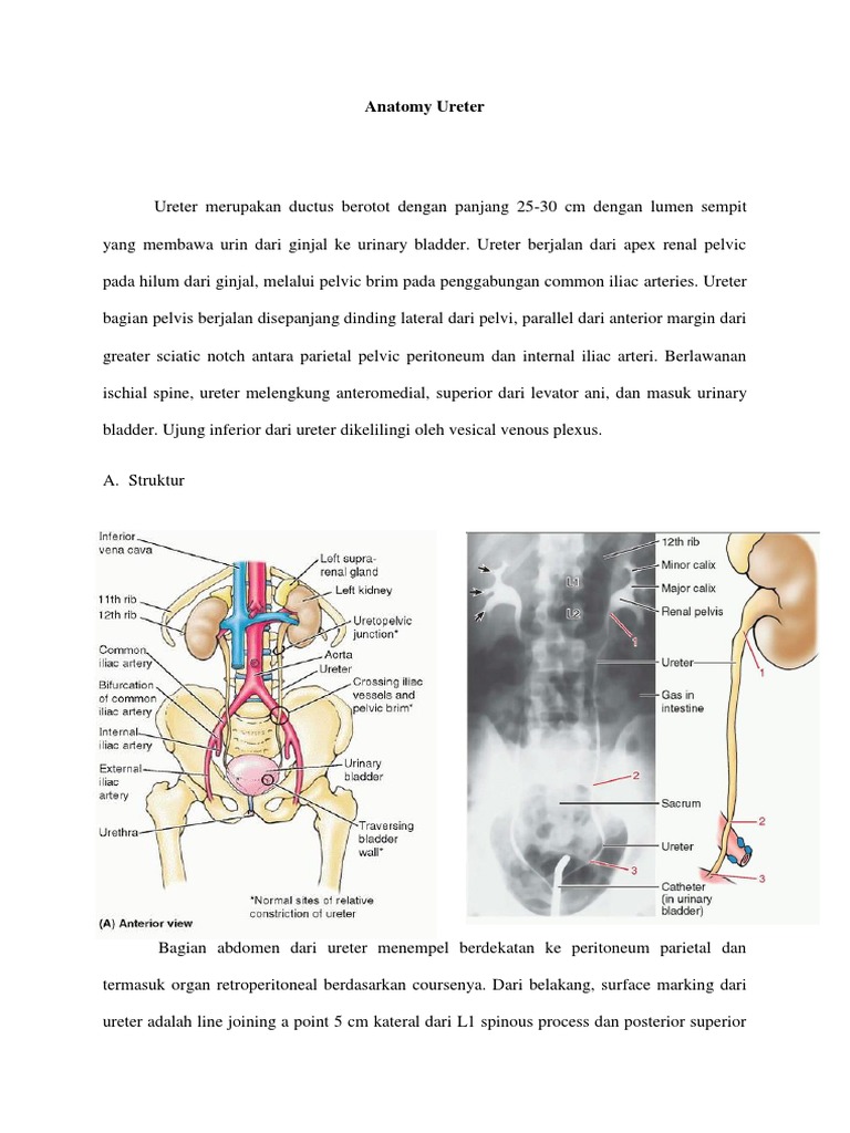 Anatomy Ureter Bladder Pdf