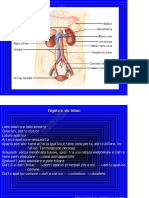 Patologia Clinica Fegato