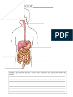 3º ano-sistema_digestivo.doc