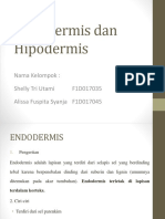 Endodermis Dan Hipodermis