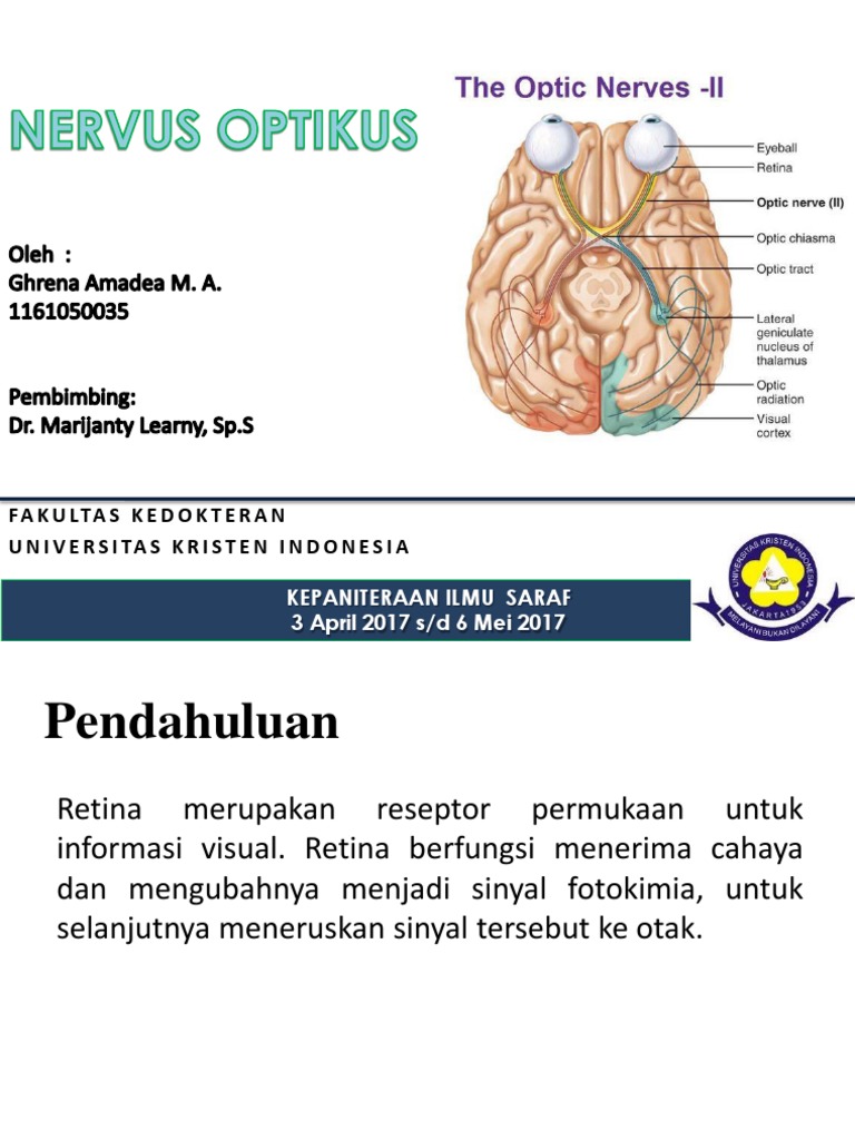 Nervus Opticus Print | PDF