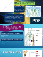 Sistema Linfatico Expo