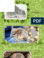 CHINCHILLA