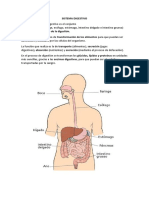 Sistema digestivo: órganos, funciones y proceso de digestión