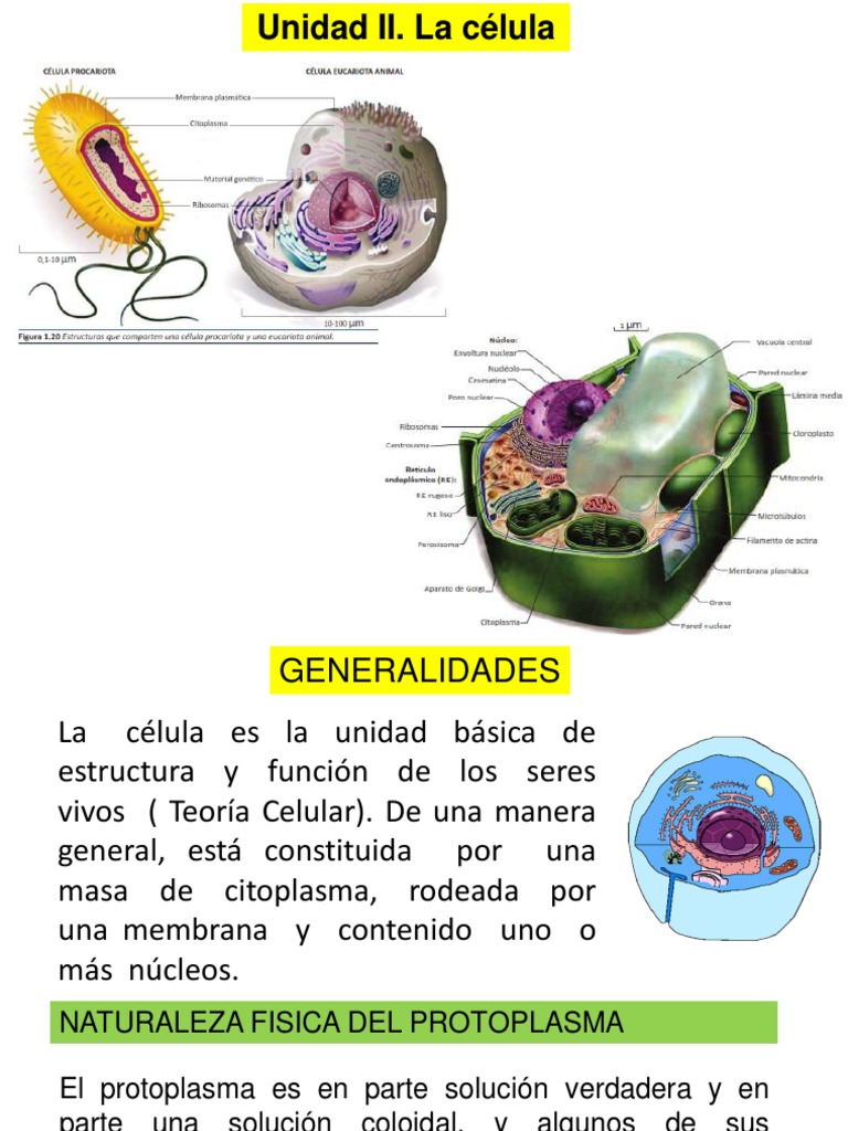 Estructura y tipos de células | PDF | Citoplasma | Biología Celular)