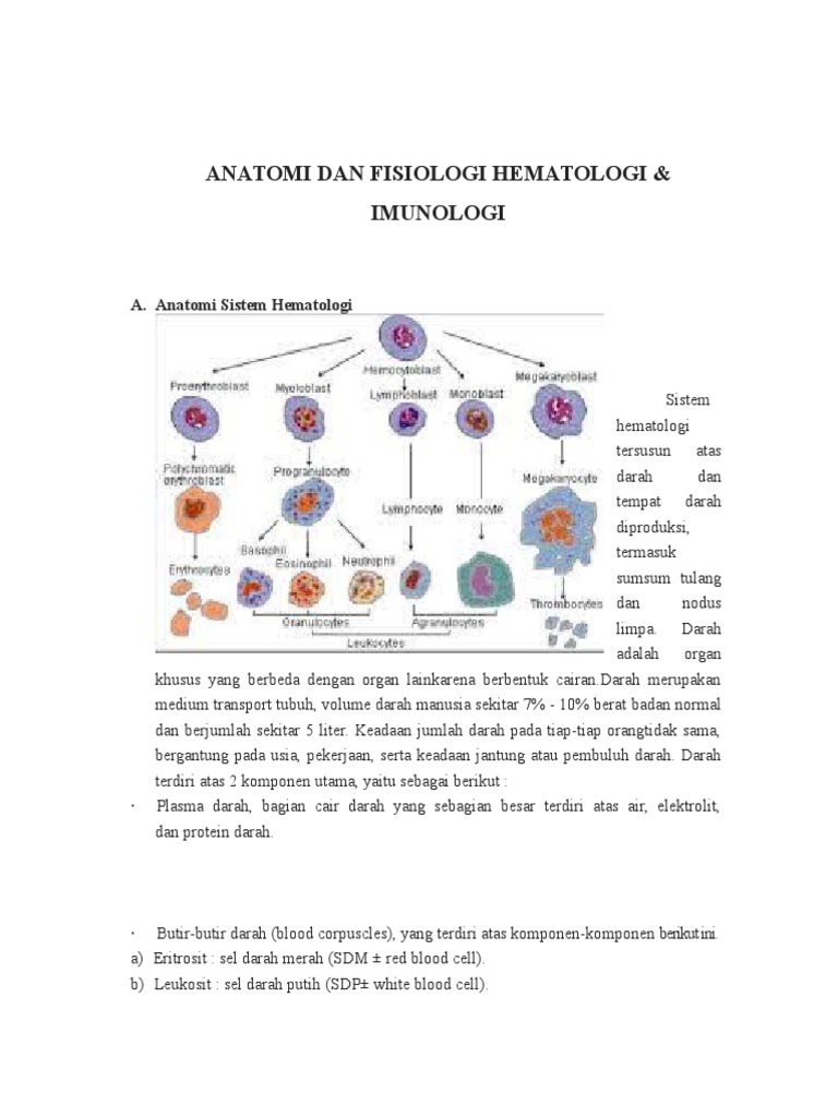 Anatomi Dan Fisiologi Hematologi Biology Diagrams