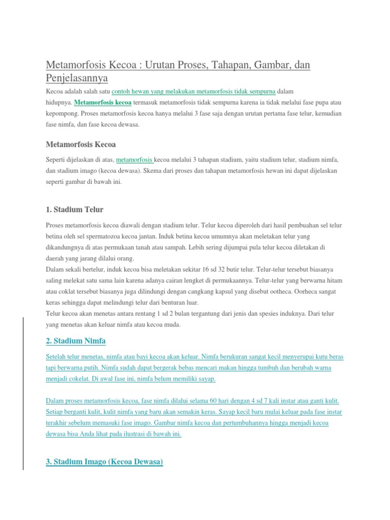 Metamorfosis Kecoa