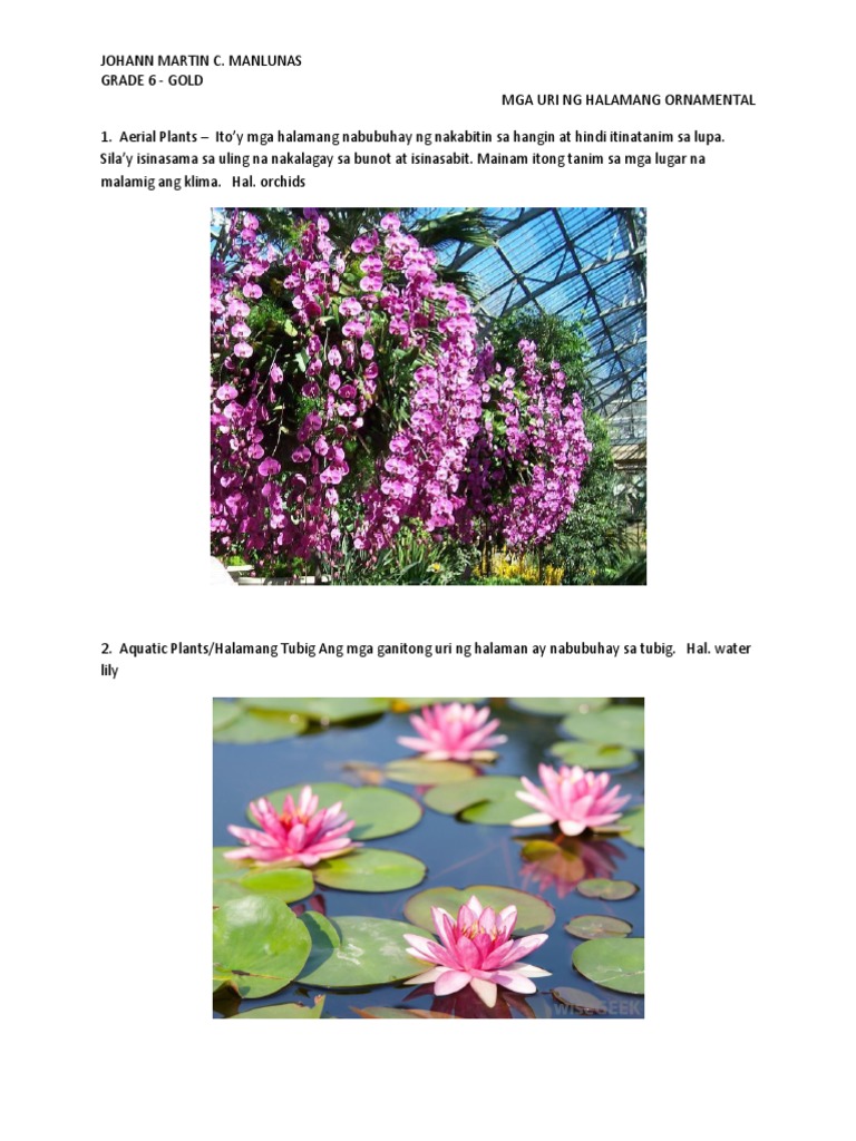 327329524 Mga Uri Ng Halamang Ornamental